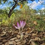 Colchicum lusitanum 花