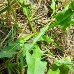 Taraxacum cucullatiforme Likasa