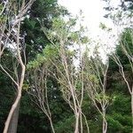 Rhododendron cerasinum Habit