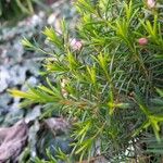Chamelaucium uncinatum Folha