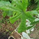 Cecropia albicans Liść