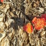 Haemanthus coccineus Květ