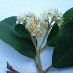 Cotoneaster coriaceusFlors