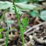 Botrychium matricariifolium Flower