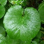 Decalobanthus peltatus Leaf