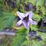 Nicandra physalodes Bloem