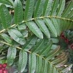 Sorbus scalaris Leaf