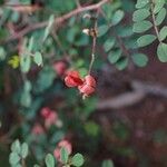 Indigofera colutea Λουλούδι