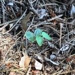 Clematis mauritiana Leaf