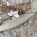 Oenothera gauraফুল