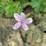 Geranium asphodeloides Flower