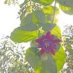 Passiflora alata Flor