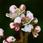 Micranthes californica Flor