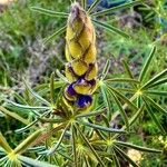 Lupinus angustifolius Fula