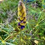 Lupinus angustifolius Virág