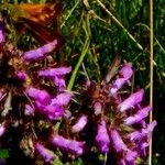 Stachys officinalis Цвят
