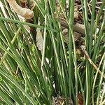 Juncus inflexus Blad