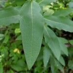 Silphium asteriscus Leaf