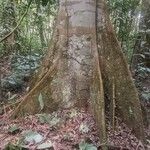 Julbernardia seretii Corteza