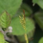 Carex pilulifera പുഷ്പം