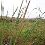 Typha orientalis