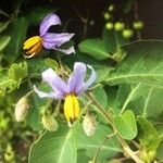 Solanum tettense Flower