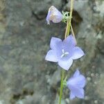 Campanula cochleariifoliaFlower