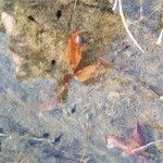 Potamogeton coloratus Листок