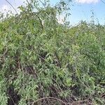 Salvadora persica موطن