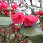 Rhododendron orbiculare Kvet