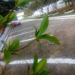 Myrsine guianensis Leaf