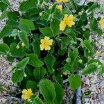 Abutilon indicum Costuma