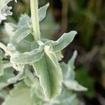 Mentha longifolia List