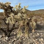 Cylindropuntia fulgida Folha