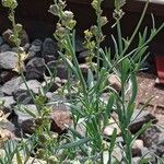 Linaria simplex ശീലം