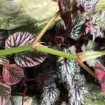 Begonia brevirimosa Habit