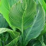 Canna x generalis Leaf