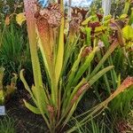 Sarracenia leucophylla 整株植物