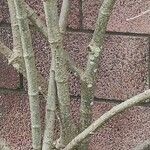 Cryptostegia madagascariensis Bark