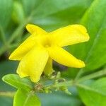 Chrysojasminum odoratissimum Квітка