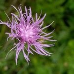 Centaurea stoebe Fiore