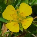 Potentilla erectaBlomst