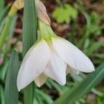 Narcissus poeticus Flor