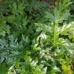 Acanthus spinosus Blad