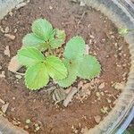 Fragaria virginianaLeaf