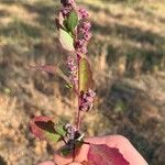 Chenopodium berlandieri Flower