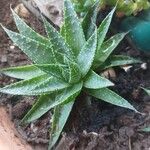 Aloe aristata Frunză