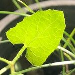 Lactuca muralis Feuille