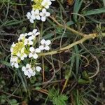Nasturtium microphyllum 花