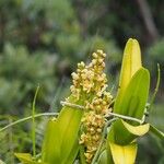 Sarcanthopsis nagarensis Frukto